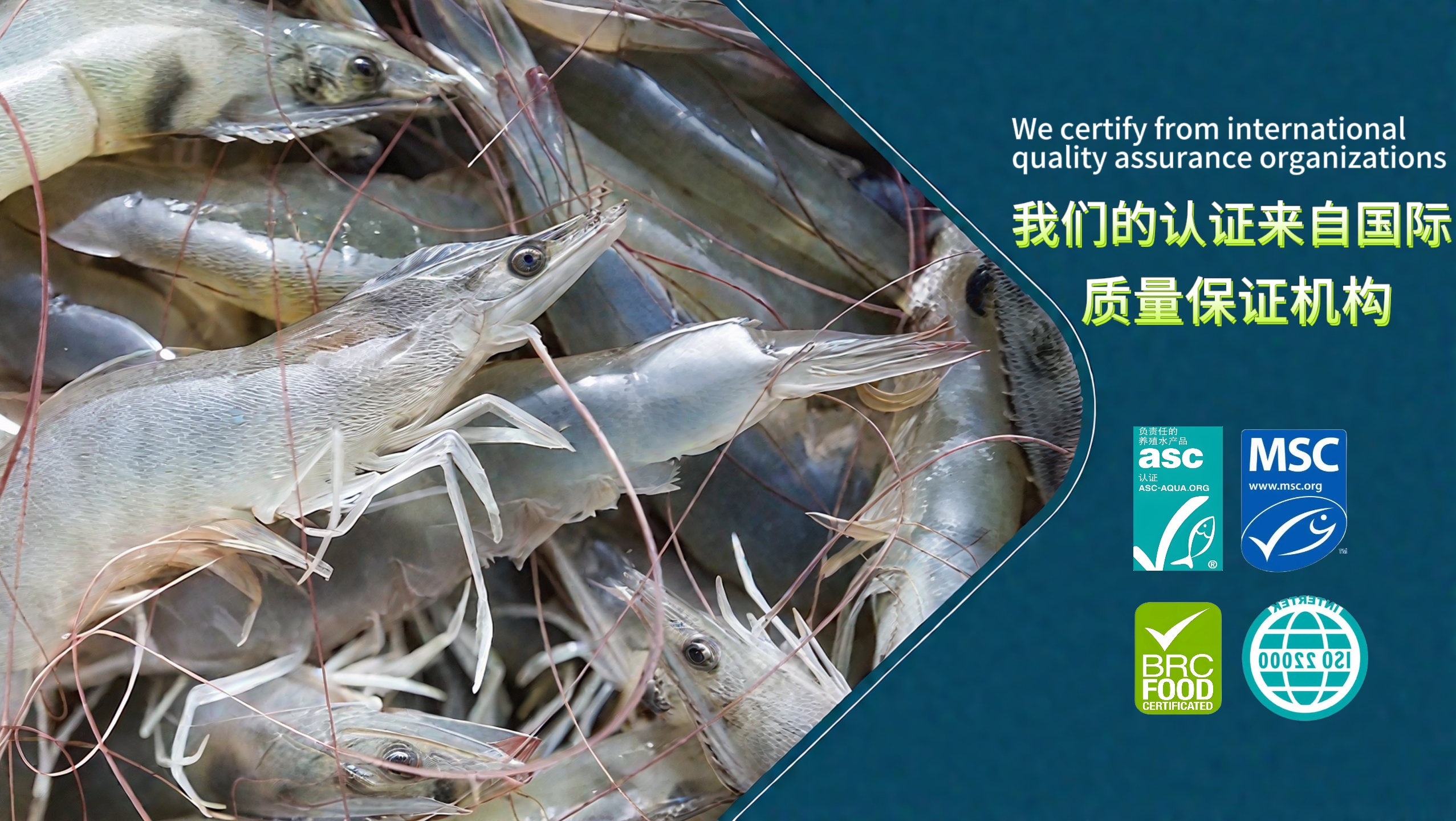 南美白虾品质特征